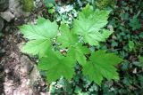 Acer pseudoplatanus. Верхушка молодого растения с погрызенным листом. Краснодарский край, м/о г. Геленджик, окр. с. Тешебс, Прохаскина балка, дубово-грабовый лес. 23.04.2023.