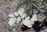 Achillea millefolium. Соцветия. Томская обл., г. Томск, Академгородок, в трещине тротуара. 15.06.2022.