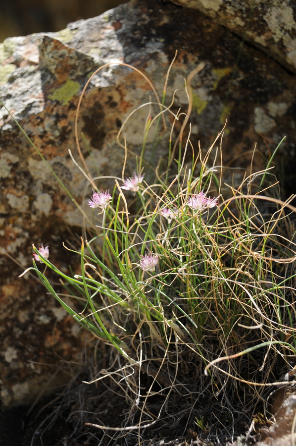Изображение особи Allium kokanicum.