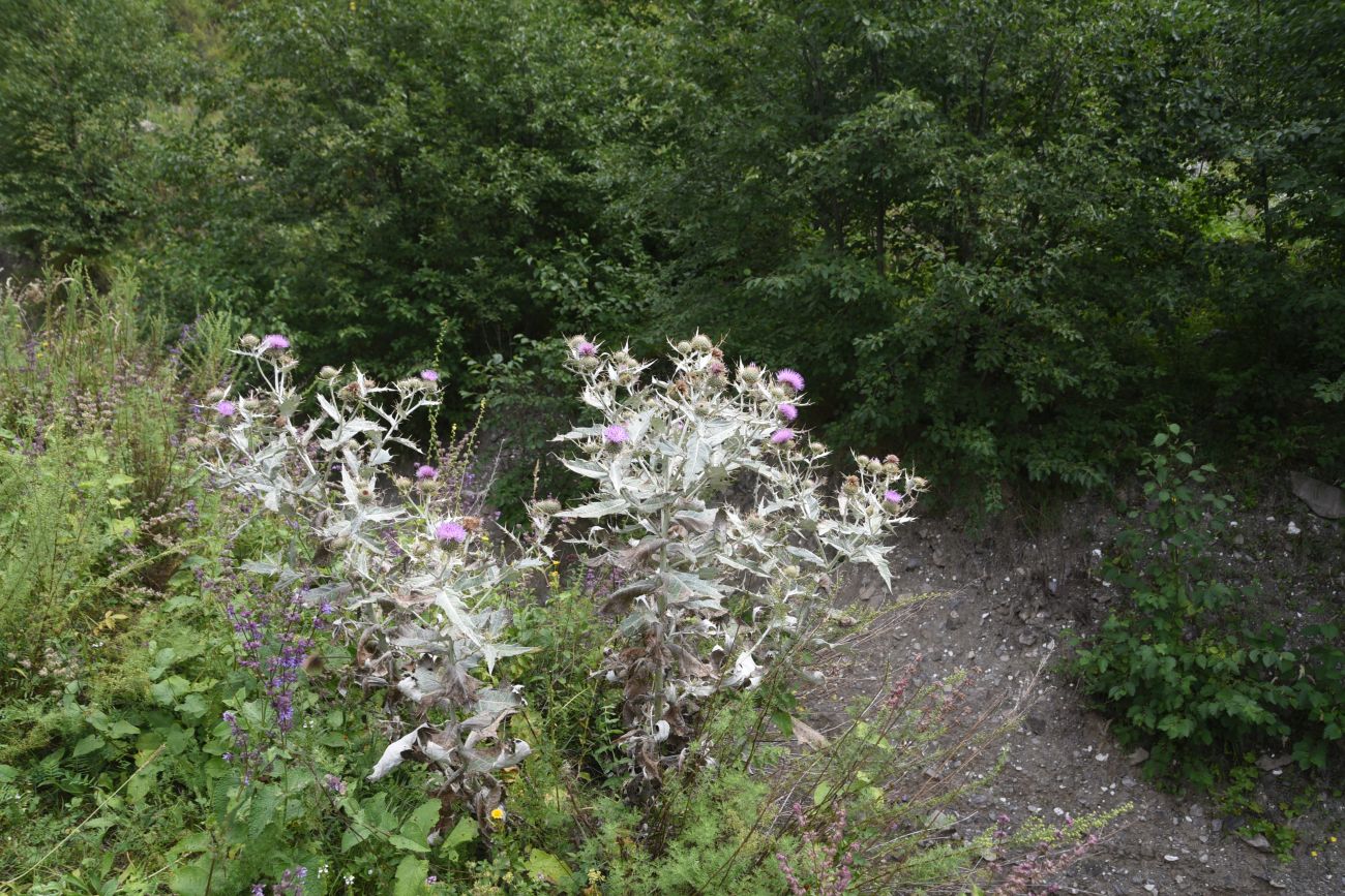 Image of Cirsium argillosum specimen.