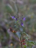 Solanum dulcamara. Веточка с соцветием и соплодием. Чечня, Шаройский р-н, правый берег р. Шароаргун в 1 км ниже с. Химой, край поляны. 11 августа 2023 г.