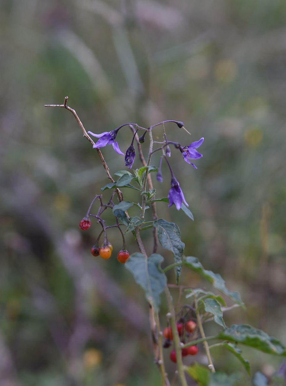 Изображение особи Solanum dulcamara.