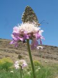 Lomelosia songarica. Соцветие с кормящейся пестроглазкой Парце (Melanargia parce). Казахстан, Западный Тянь-Шань, Киргизский хр., ущ. Кара-Арча, ≈ 980 м н.у.м., придонная часть ущелья. 9 июня 2023 г.