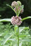 Asclepias syriaca