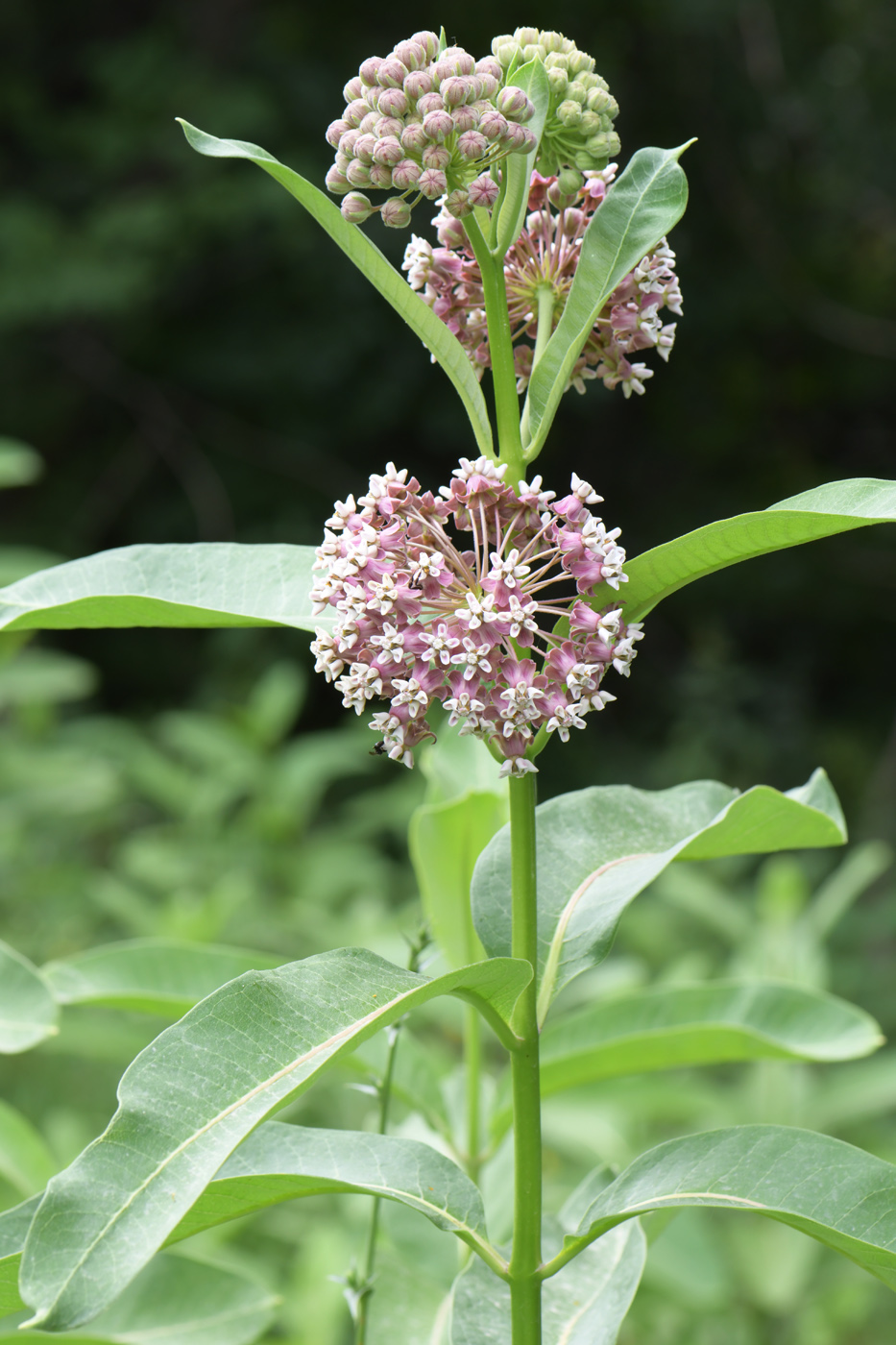 Image of Asclepias syriaca specimen.