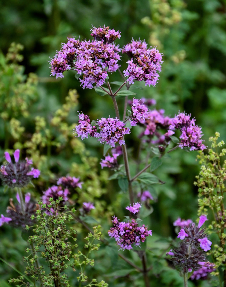 Image of Origanum vulgare specimen.