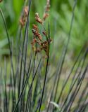 Juncus acutus