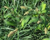 Persicaria scabra