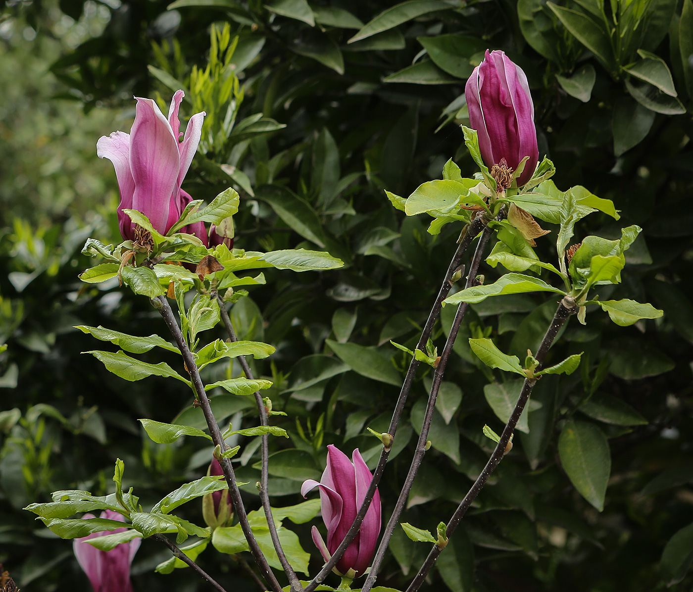 Image of Magnolia liliiflora specimen.