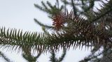 Araucaria araucana. Верхушки веточек. Абхазия, Гудаутский р-н, с. Лдза, озеленение. 15.04.2024.