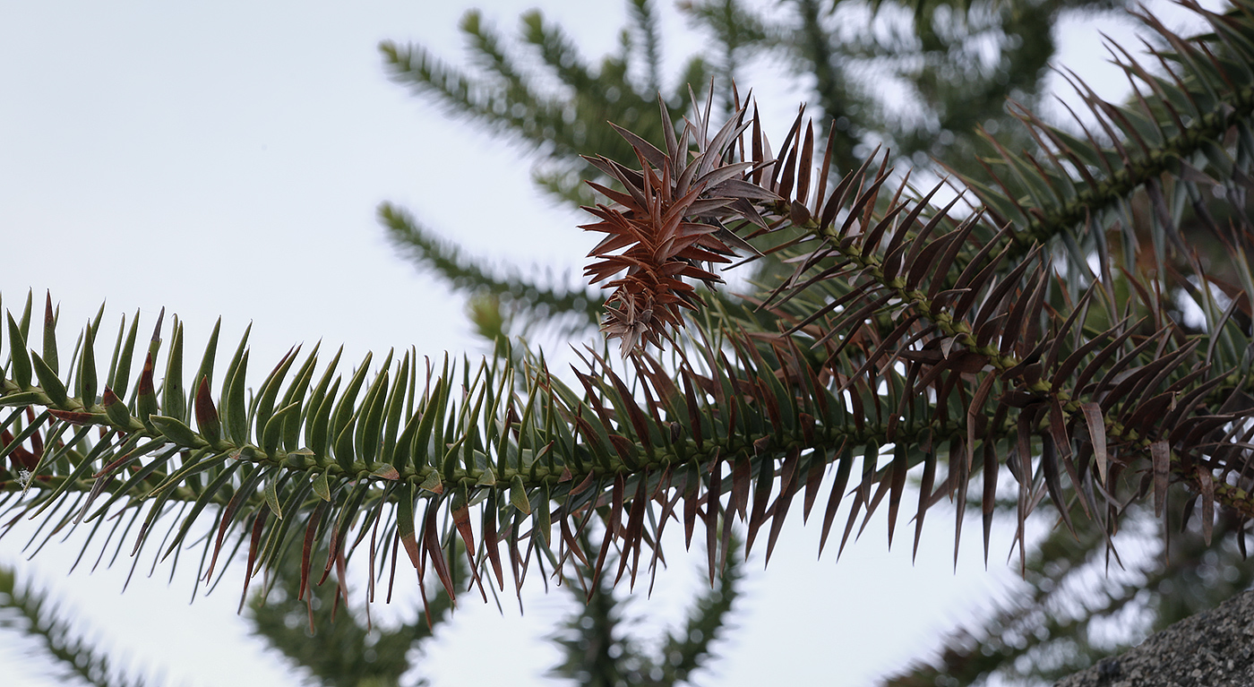 Image of Araucaria angustifolia specimen.