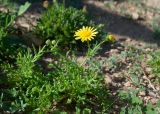 Senecio glaucus