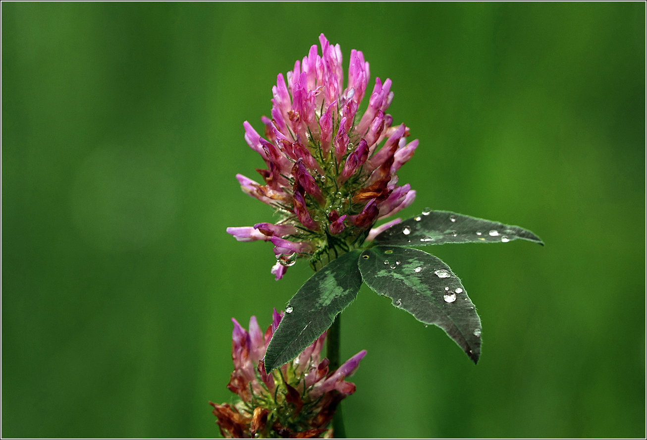Изображение особи Trifolium pratense.
