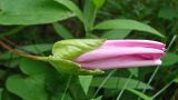 Calystegia inflata