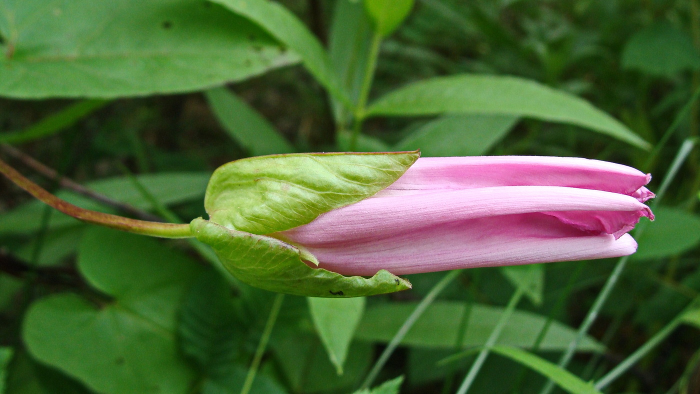 Image of Calystegia inflata specimen.