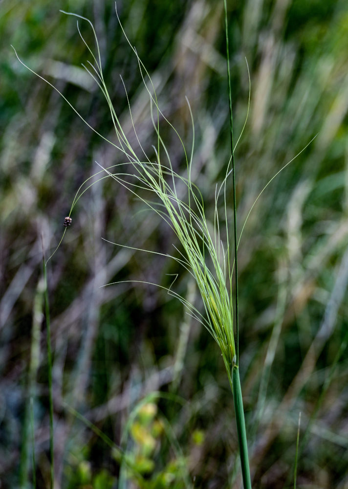 Image of Stipa capillata specimen.