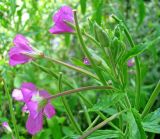 Epilobium hirsutum. Верхушка цветущего побега. Ярославская обл., Некоузский р-н, пос. Борок, Барский пруд, у воды. 31.07.2008.