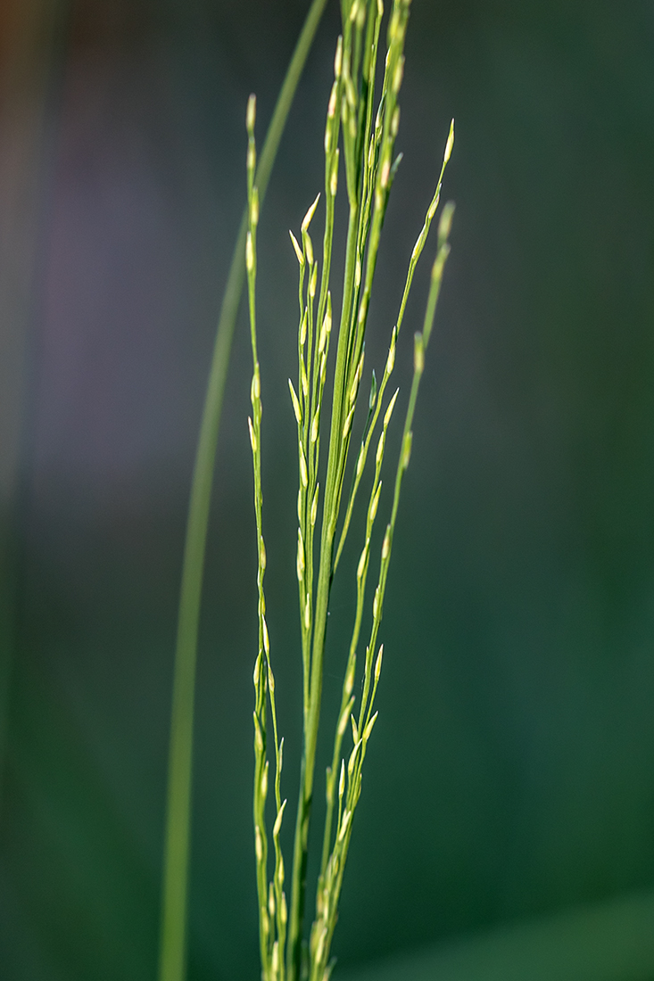 Image of Molinia caerulea specimen.