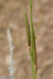 Incarvillea olgae