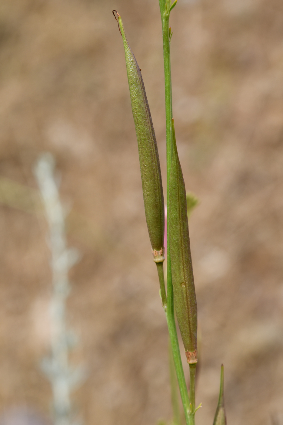 Image of Incarvillea olgae specimen.