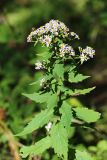 Aster ageratoides. Верхушка цветущего растения. Приморский край, окр. г. Находка, дубовый лес. 17.09.2024.
