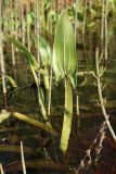 Sagittaria sagittifolia