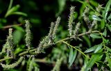 род Salix