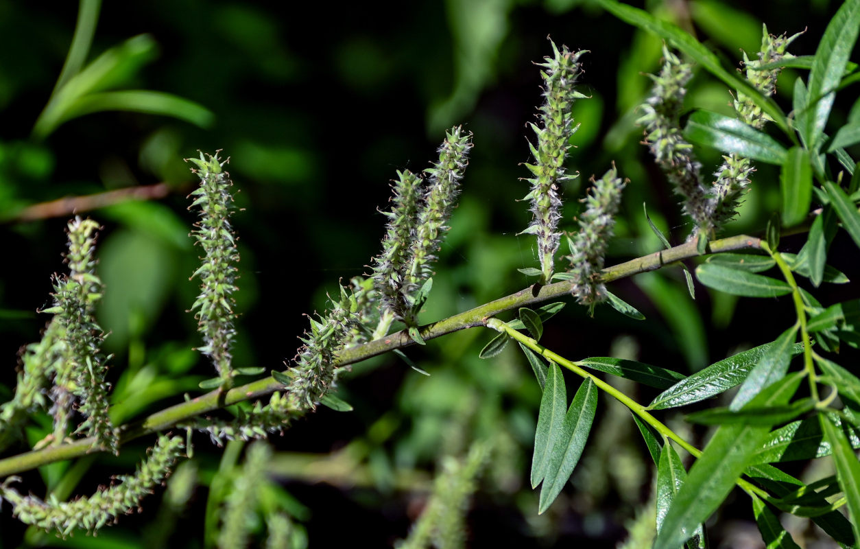 Image of genus Salix specimen.