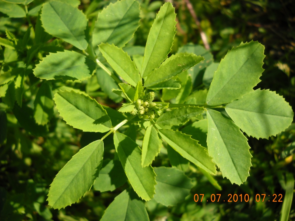 Image of Melilotus albus specimen.