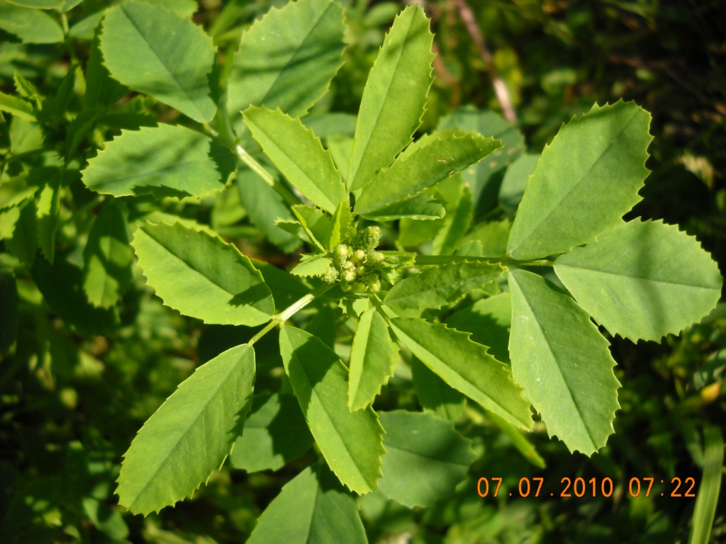 Изображение особи Melilotus albus.