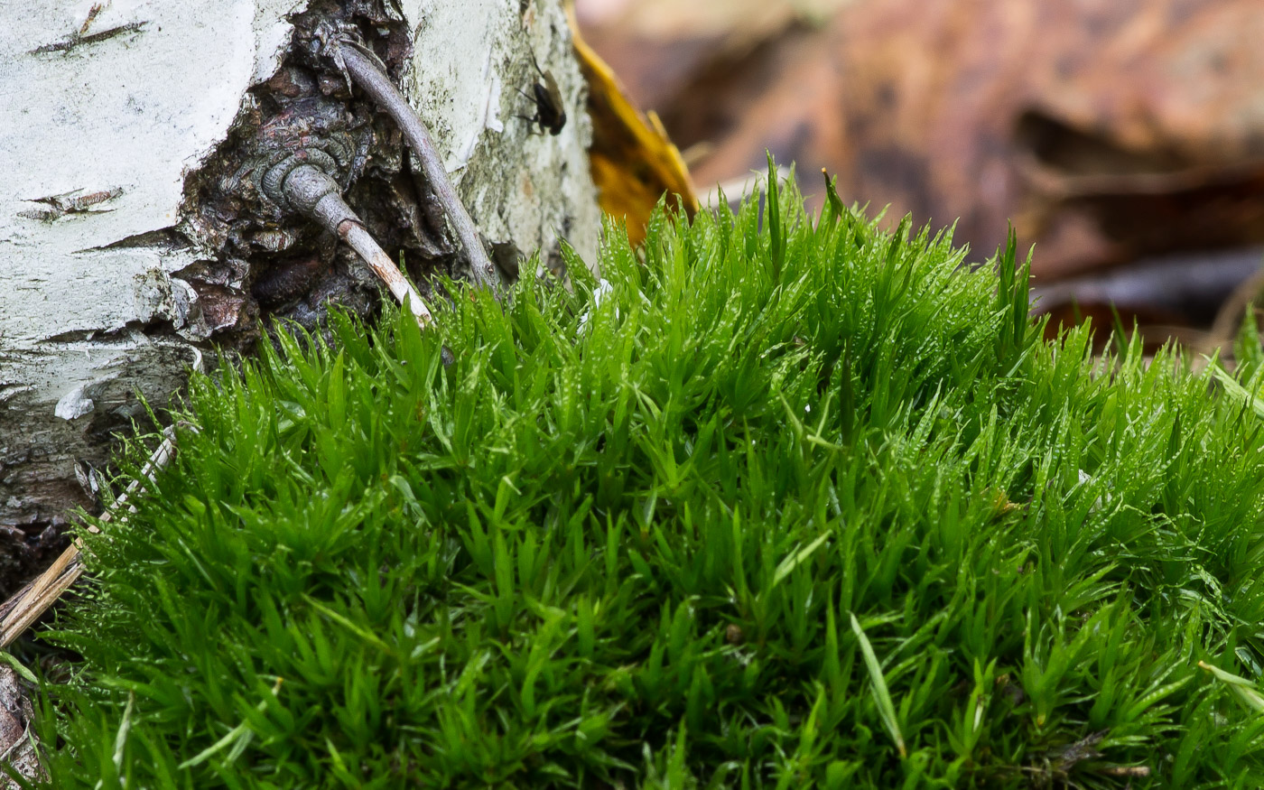 Image of Dicranum polysetum specimen.