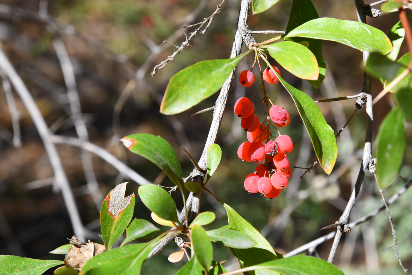 Изображение особи Berberis iliensis.