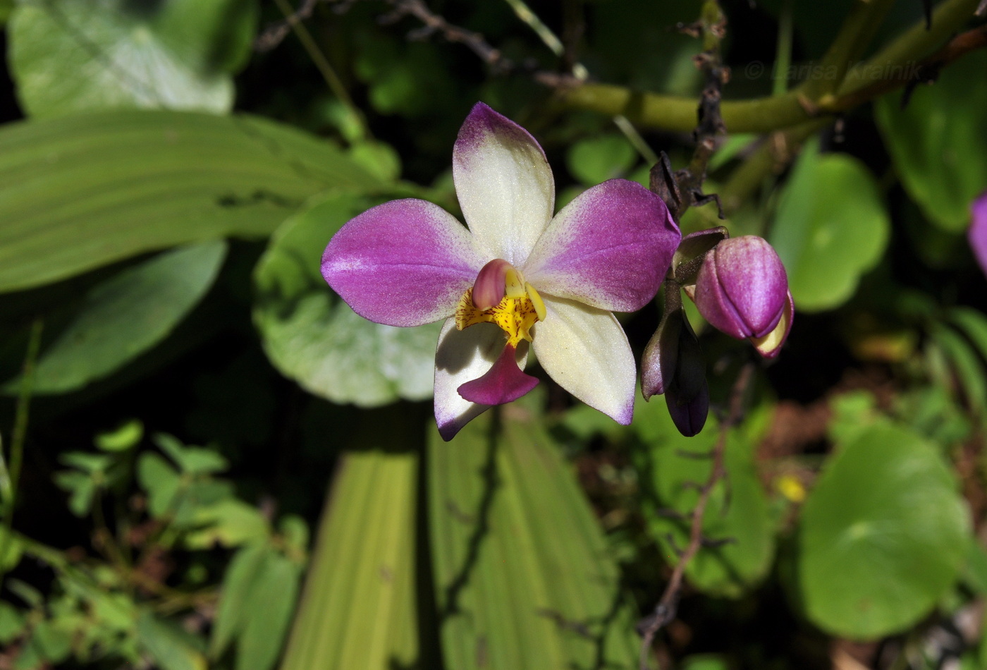 Image of genus Spathoglottis specimen.