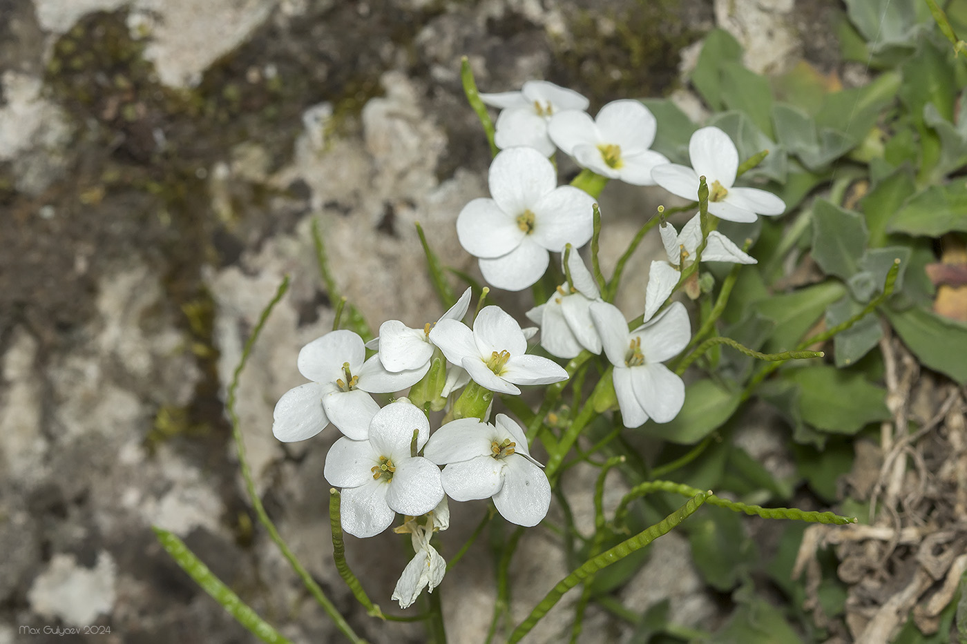 Изображение особи Arabis caucasica.