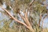 Haloxylon aphyllum