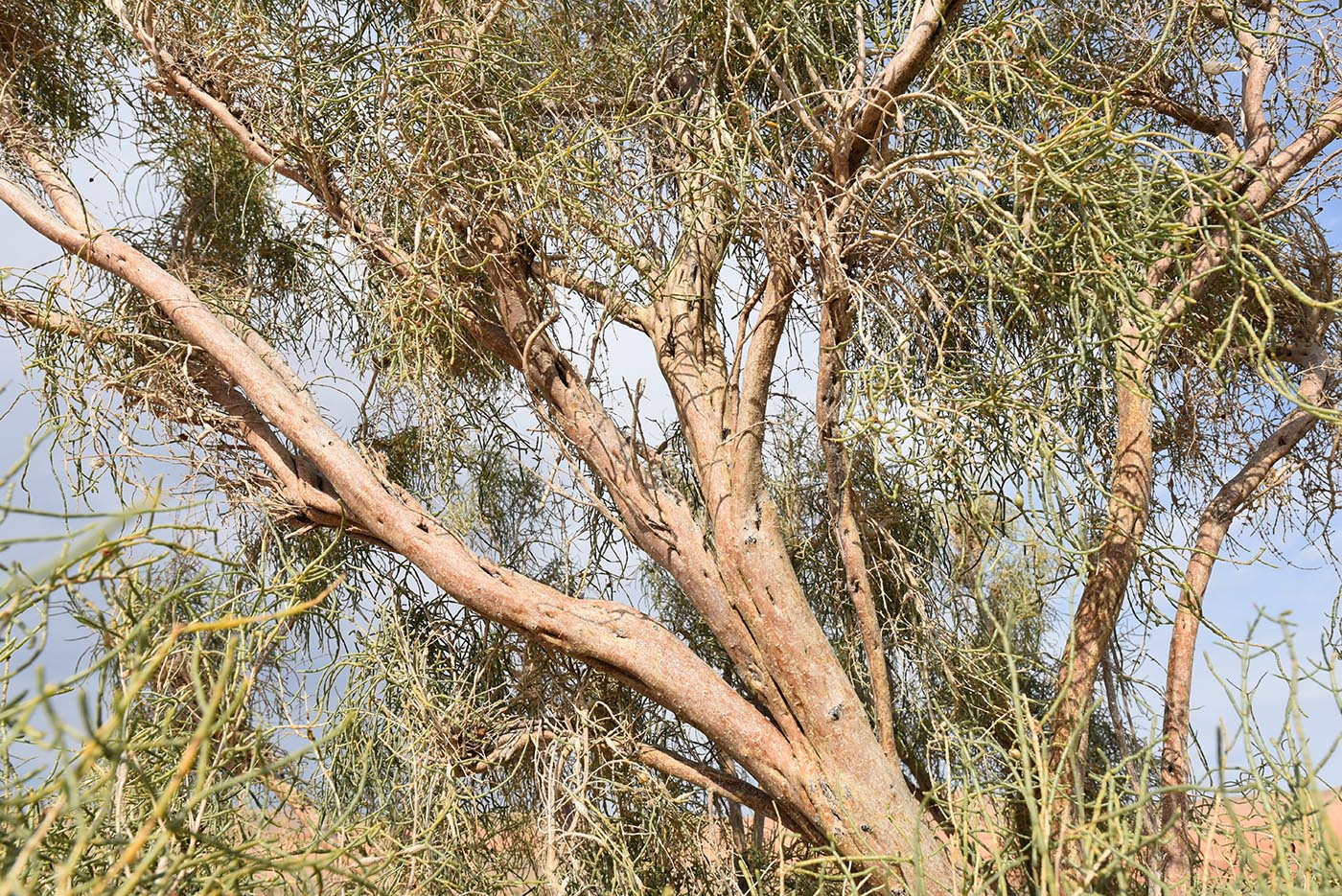 Image of Haloxylon aphyllum specimen.
