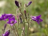 Campanula sibirica. Верхняя часть соцветия. Башкирия, гора Юрактау. 12.06.2007.