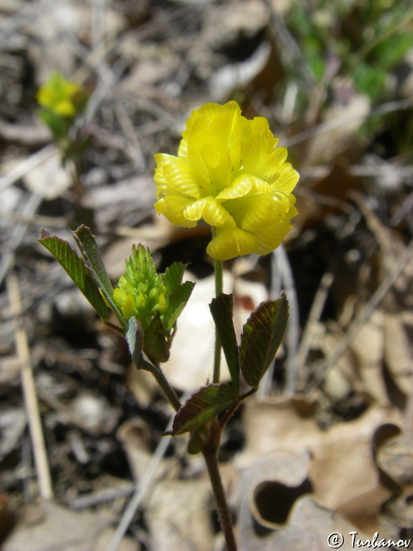 Изображение особи Trifolium campestre.