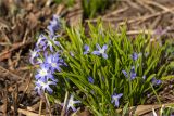 Chionodoxa luciliae. Цветущие растения. Санкт-Петербург, Ботанический сад Петра Великого, северный двор, цветник. 30.03.2025.