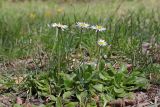 Bellis perennis