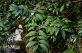 Lauro-cerasus officinalis. Ветвь вегетирующего растения. Краснодарский край, Сочи, Хостинский р-н, Агурское ущ., широколиственный лес. 14.03.2025.