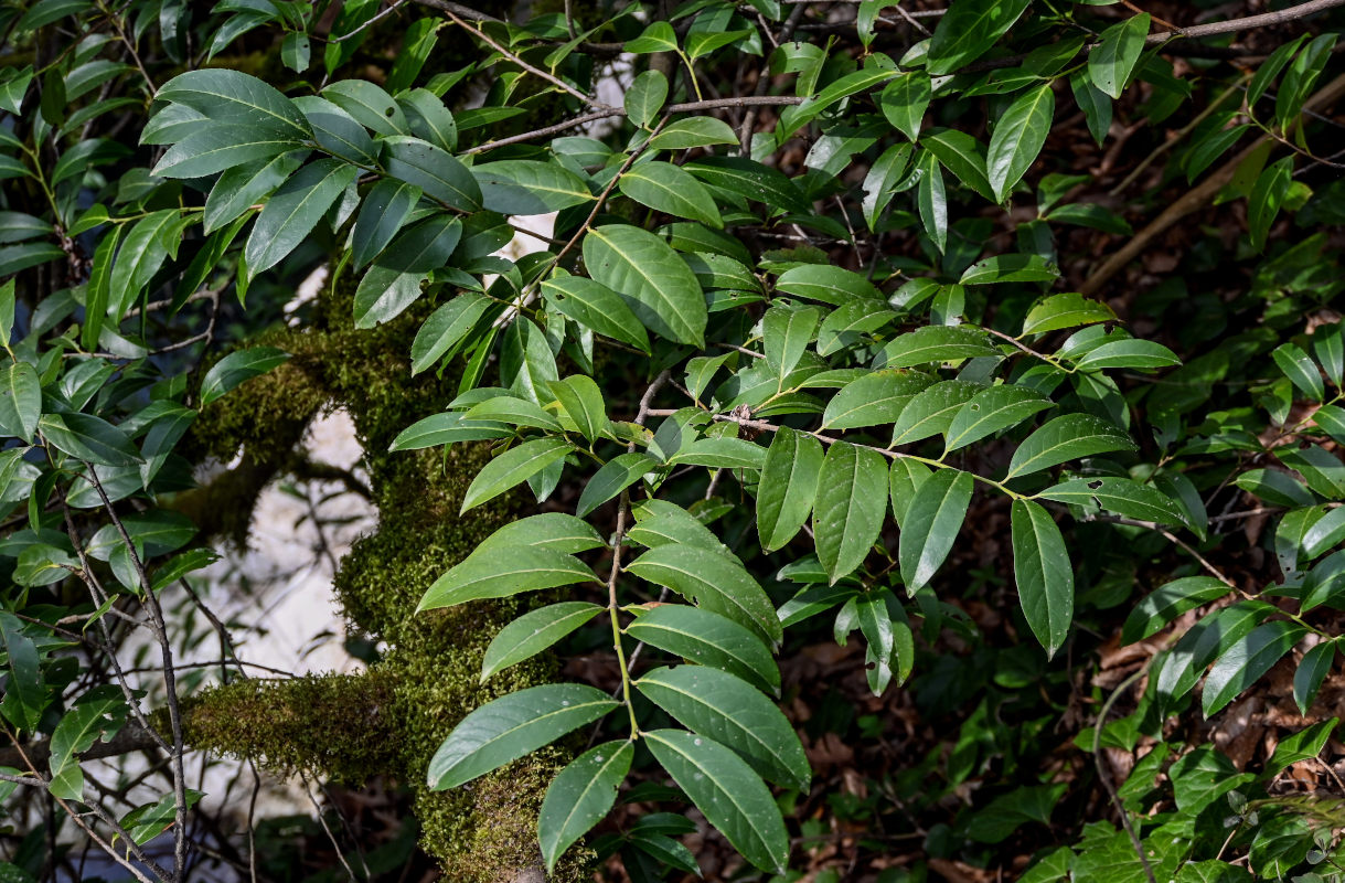 Изображение особи Lauro-cerasus officinalis.