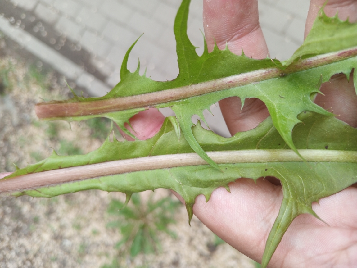 Image of genus Taraxacum specimen.