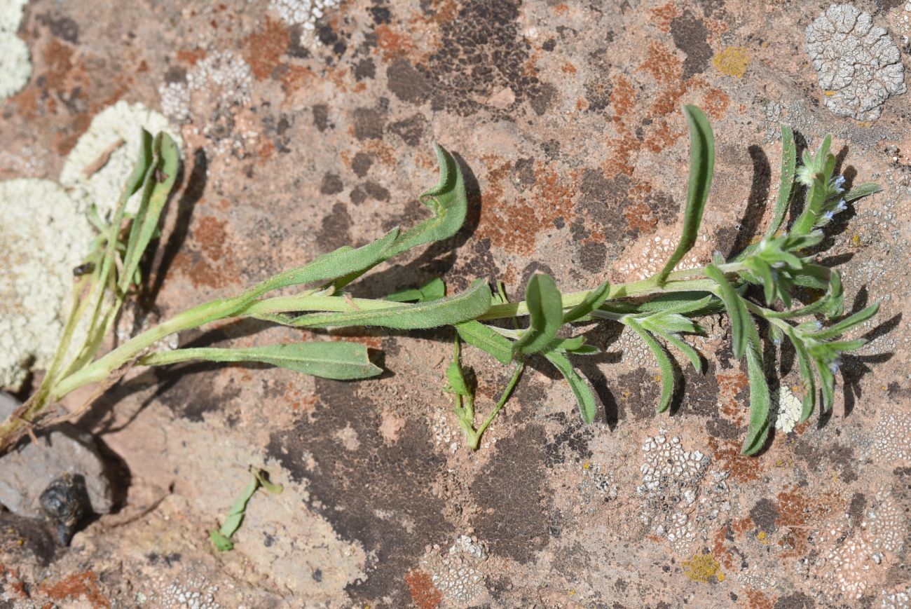 Image of familia Boraginaceae specimen.