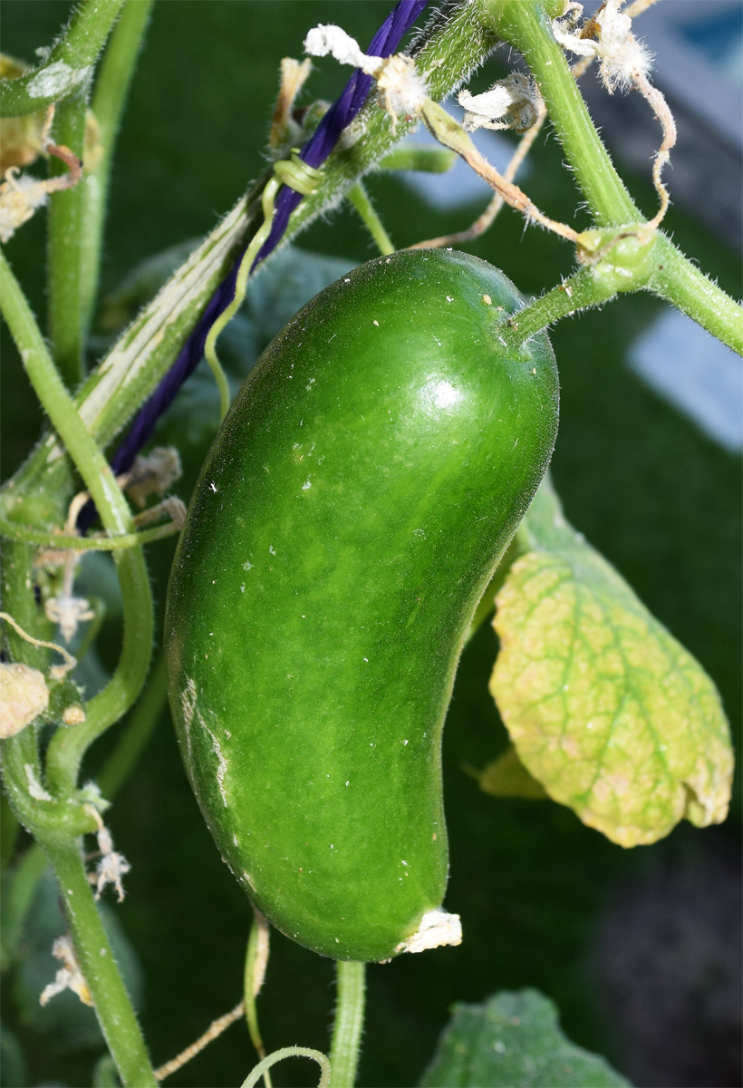 Image of Cucumis sativus specimen.