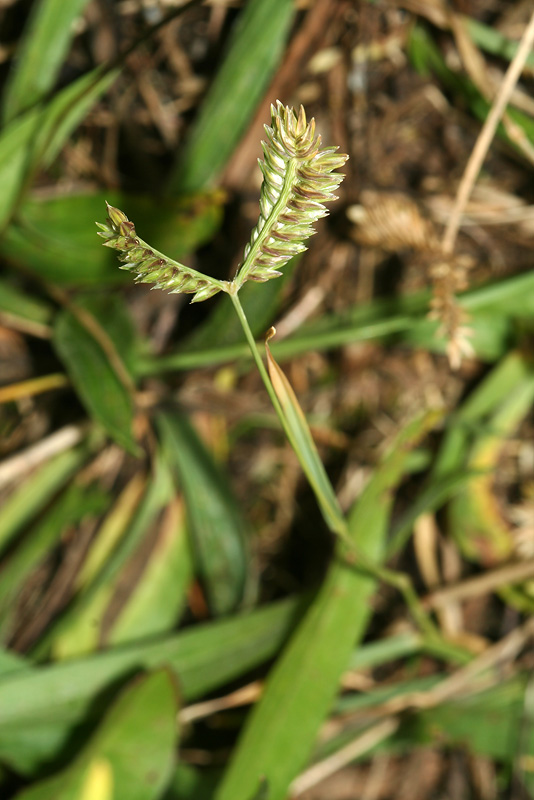 Image of Eleusine tristachya specimen.