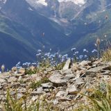 Myosotis alpestris. Цветущие растения. Карачаево-Черкесия, Домбай, гора Мусса-Ачитара, ≈ 2800 м н.у.м., каменистый склон. 18.07.2012.