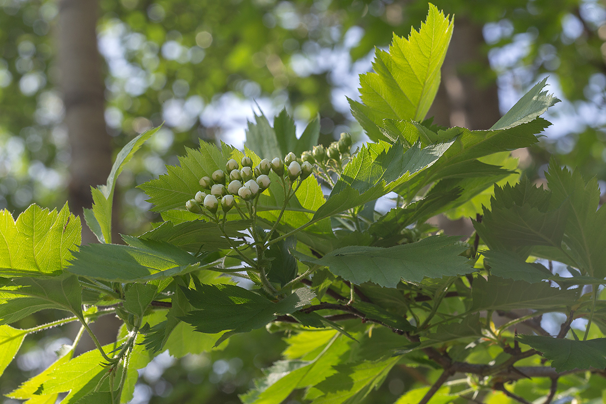 Image of Crataegus submollis specimen.