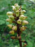 Gastrodia elata