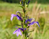 Lobelia sessilifolia. Часть соцветия. Приморский край, ЗАТО Фокино, окр. пос. Путятин; о-в Путятина, восточное побережье, бух. 2я-5я, луг. 14.08.2025.